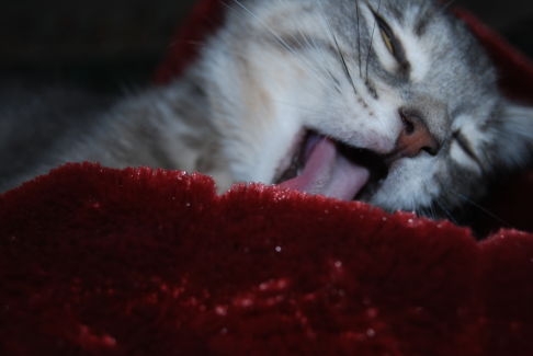 Picture of a cat / kitten / feline