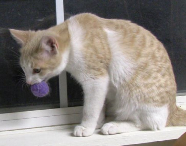 Picture of a cat / kitten / feline