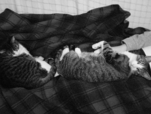 Picture of a cat / kitten / feline