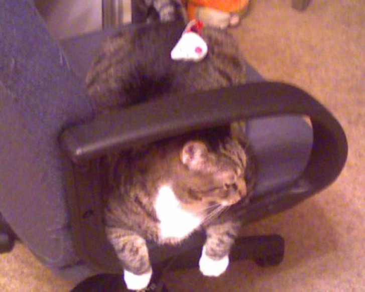 Picture of a cat / kitten / feline