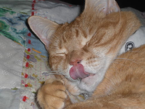 Picture of a cat / kitten / feline