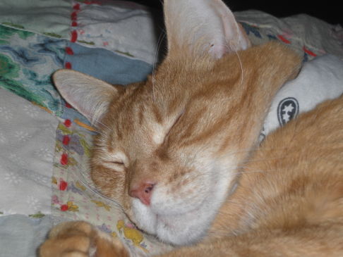 Picture of a cat / kitten / feline