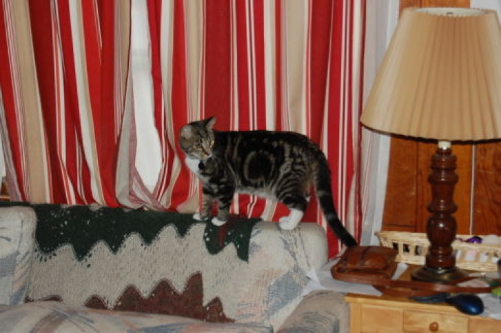 Picture of a cat / kitten / feline