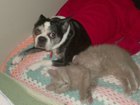 Picture of a cat / kitten / feline