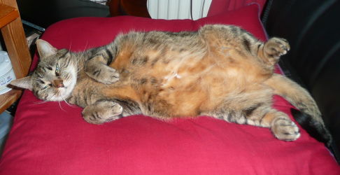 Picture of a cat / kitten / feline