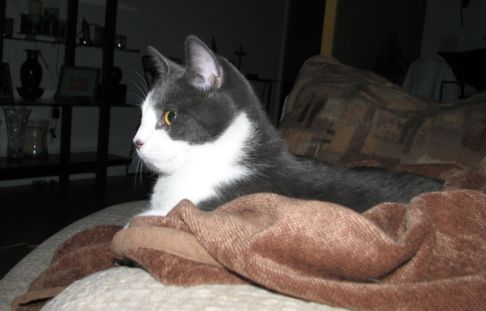 Picture of a cat / kitten / feline