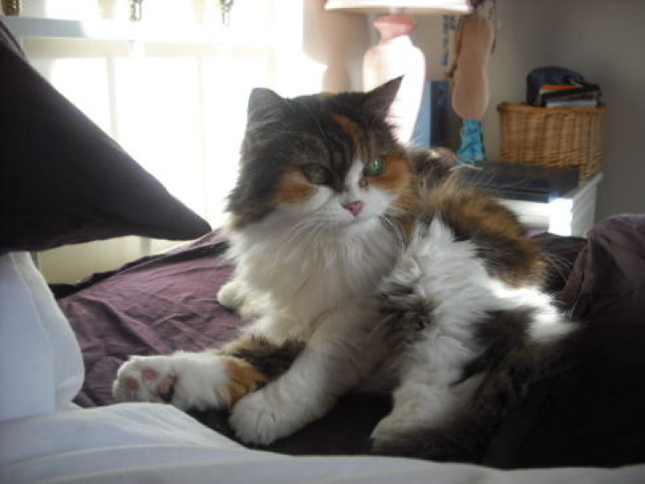 Picture of a cat / kitten / feline