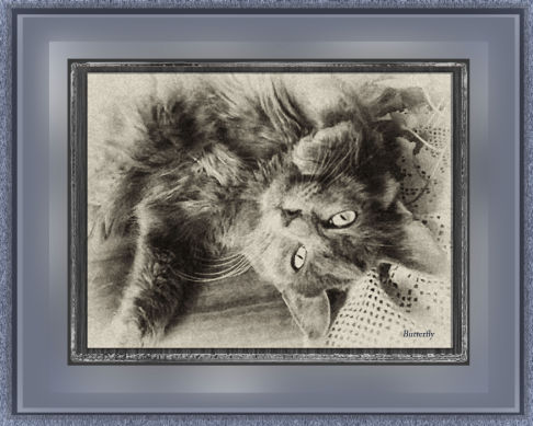 Picture of a cat / kitten / feline