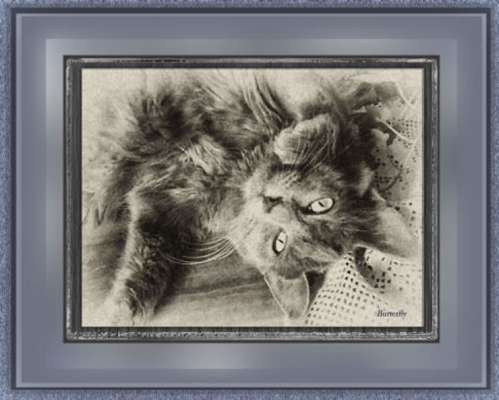 Picture of a cat / kitten / feline