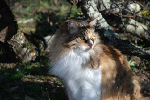 Picture of a cat / kitten / feline