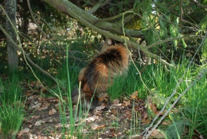 Picture of a cat / kitten / feline