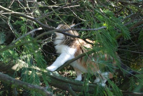 Picture of a cat / kitten / feline