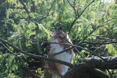 Picture of a cat / kitten / feline