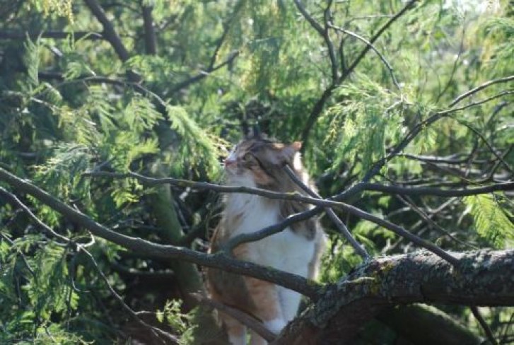 Picture of a cat / kitten / feline