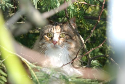 Picture of a cat / kitten / feline