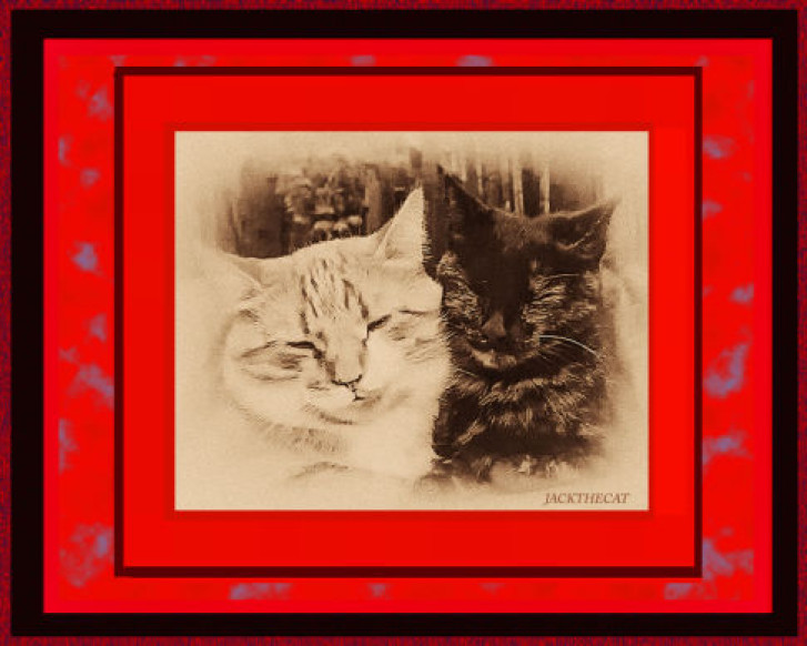 Picture of a cat / kitten / feline