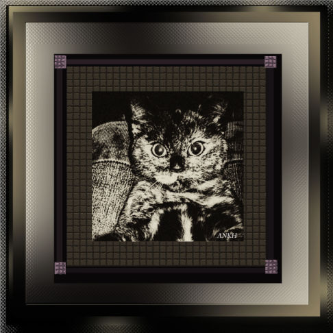 Picture of a cat / kitten / feline