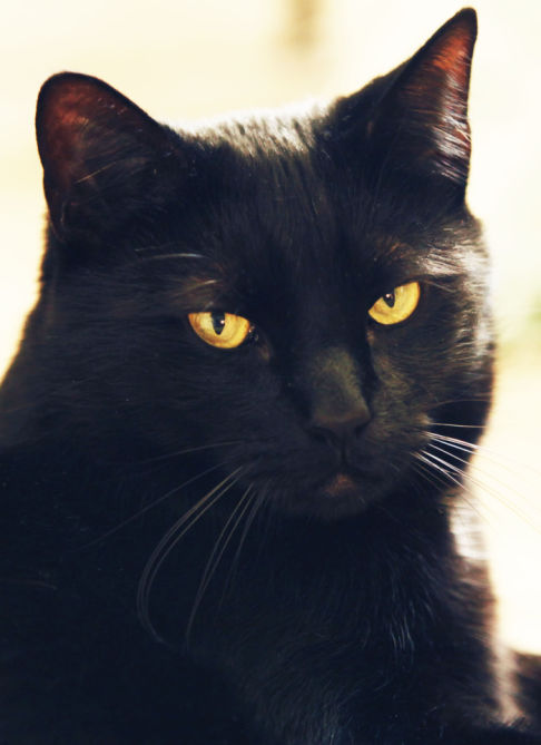 Picture of a cat / kitten / feline