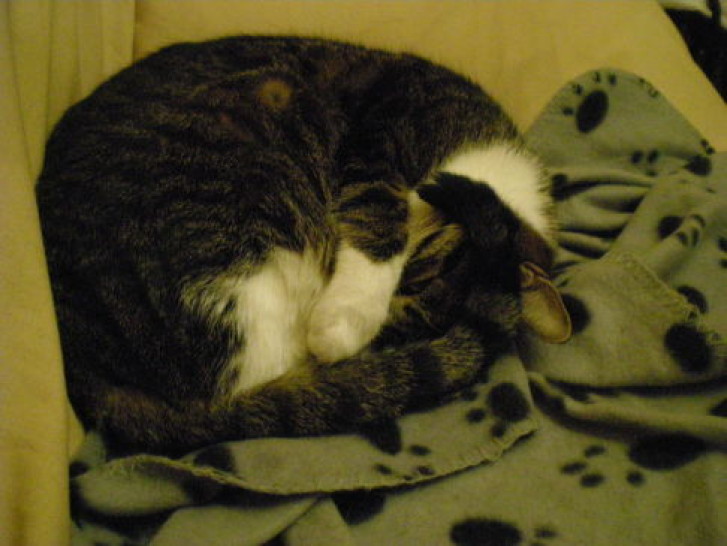 Picture of a cat / kitten / feline