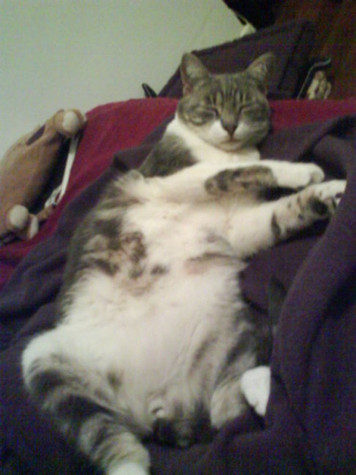 Picture of a cat / kitten / feline