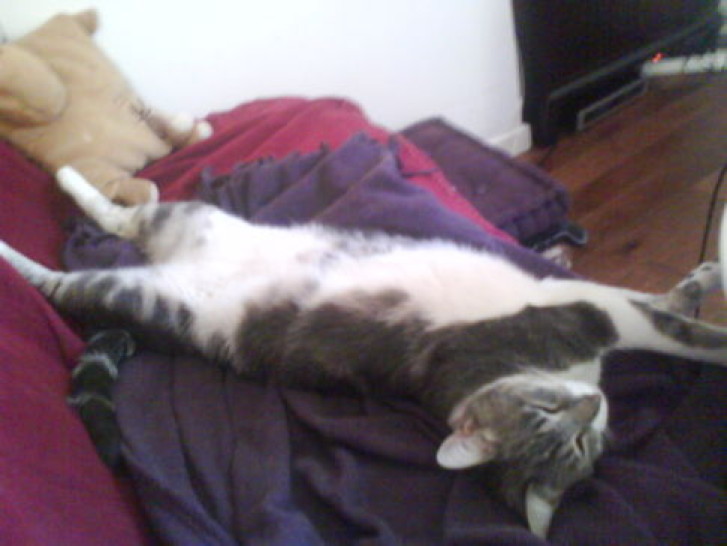 Picture of a cat / kitten / feline