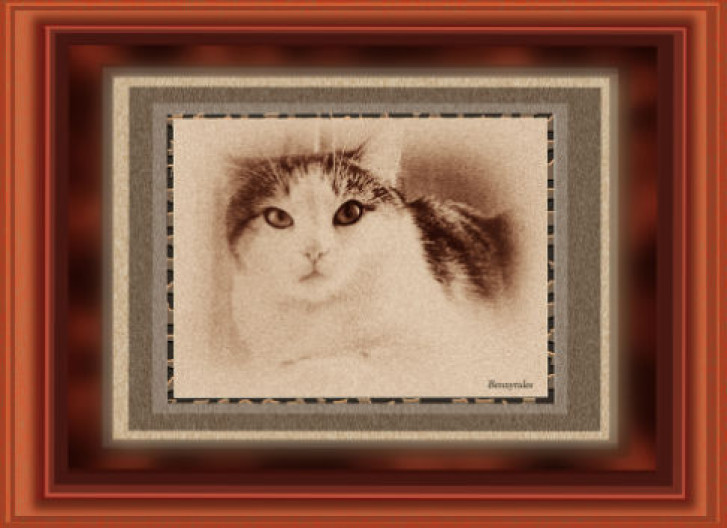 Picture of a cat / kitten / feline