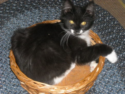 Picture of a cat / kitten / feline