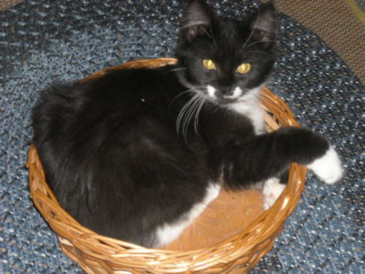 Picture of a cat / kitten / feline