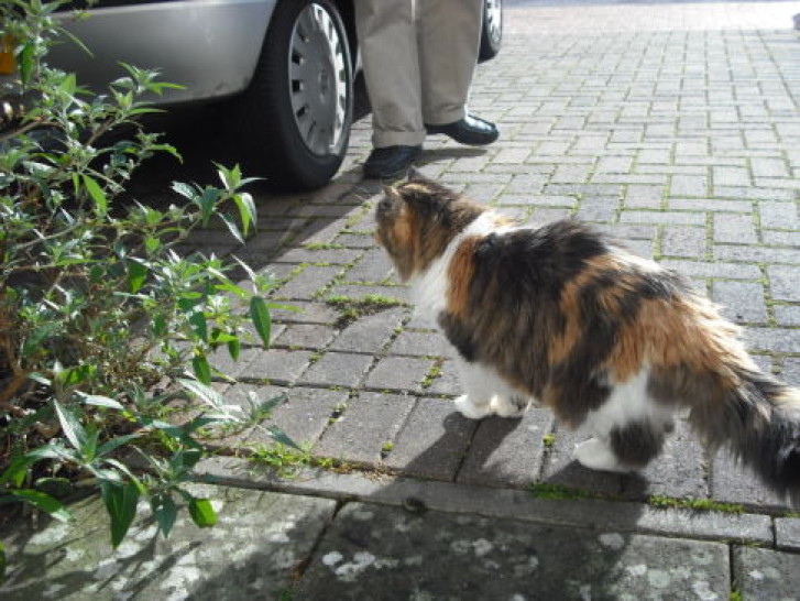 Picture of a cat / kitten / feline