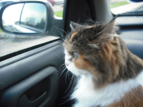 Picture of a cat / kitten / feline