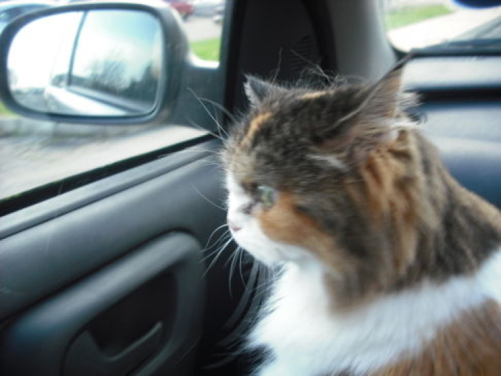 Picture of a cat / kitten / feline