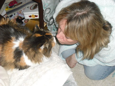 Picture of a cat / kitten / feline