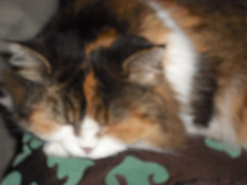 Picture of a cat / kitten / feline