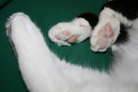 Picture of a cat / kitten / feline