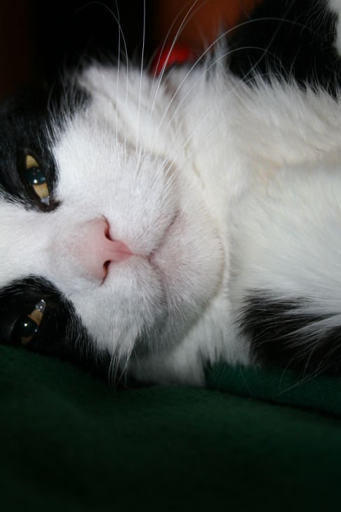 Picture of a cat / kitten / feline