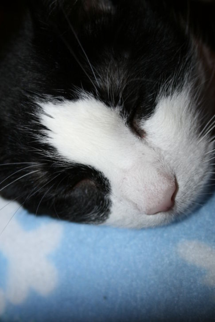 Picture of a cat / kitten / feline