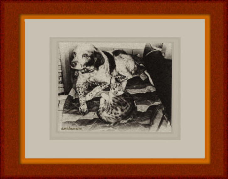 Picture of a cat / kitten / feline