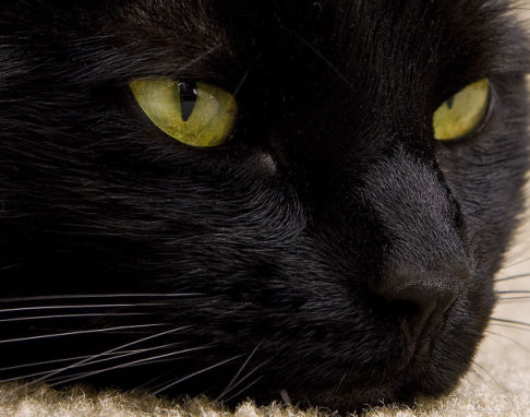 Picture of a cat / kitten / feline