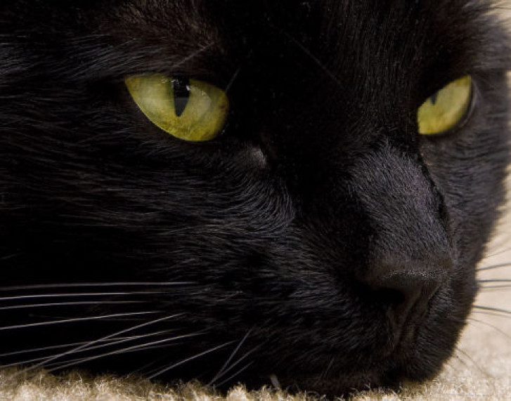 Picture of a cat / kitten / feline