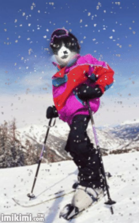 Picture of a cat / kitten / feline