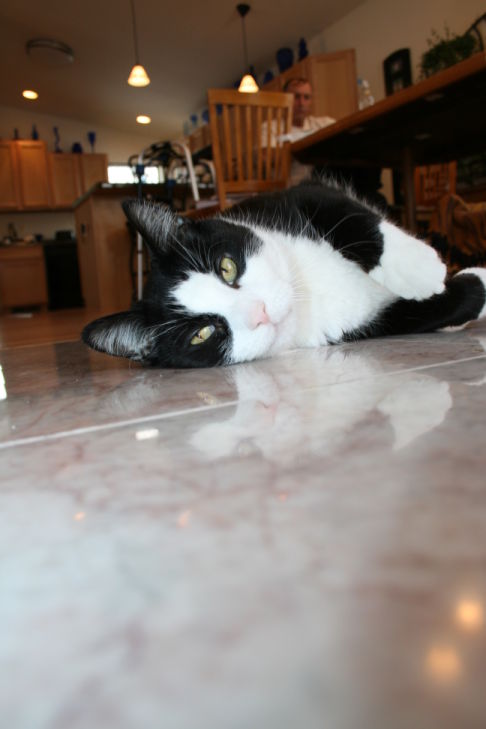 Picture of a cat / kitten / feline