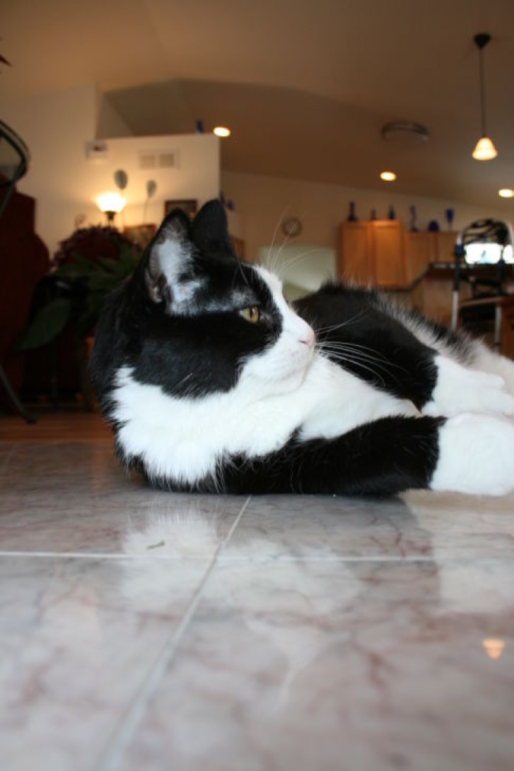 Picture of a cat / kitten / feline