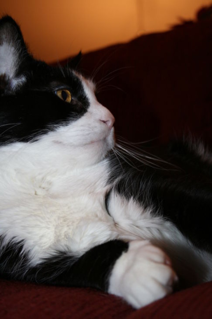 Picture of a cat / kitten / feline