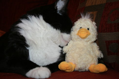 Picture of a cat / kitten / feline