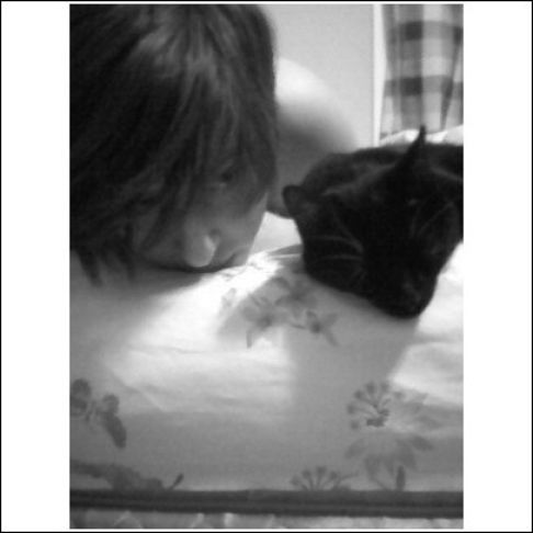 Picture of a cat / kitten / feline