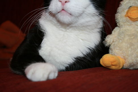 Picture of a cat / kitten / feline