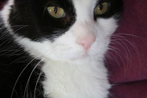 Picture of a cat / kitten / feline