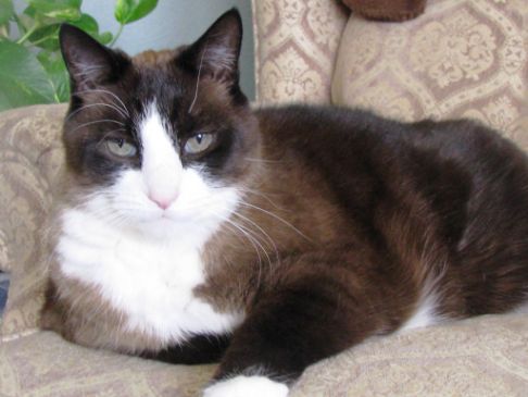 Picture of a cat / kitten / feline