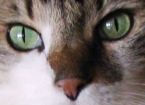 Picture of a cat / kitten / feline