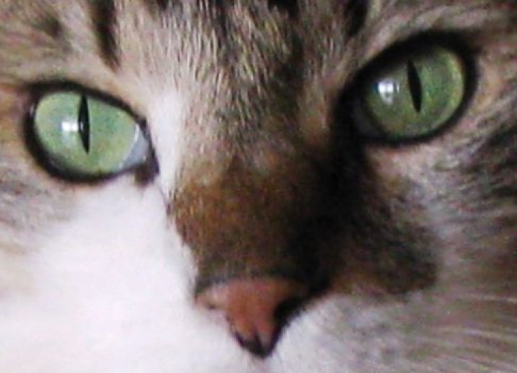 Picture of a cat / kitten / feline